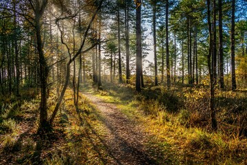 Woodland path with sun rays