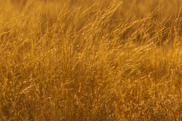 Fototapeta premium lush ground vegetation summer plants