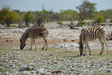 Obraz premium A herd of African Zebras with their foals in Etosha National Park, Namibia