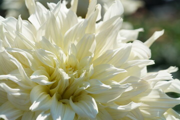 Light Cream Flower of Dahlia in Full Bloom
