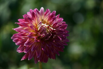 Light Purple Flower of Dahlia in Full Bloom
