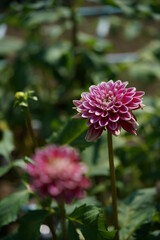 Light Purple Flower of Dahlia in Full Bloom
