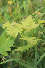 Kleiner junger mini Eichenbaum Sprössling Fechser wachsen wild auf der Wiese