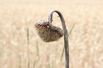 Vertrocknete alte Sonnenblume vom letzten Jahr Sommer