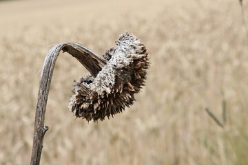 Vertrocknete alte Sonnenblume vom letzten Jahr Sommer