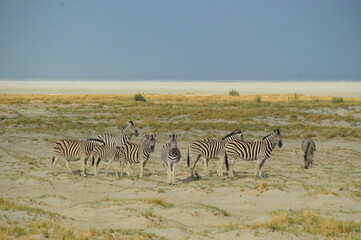 Naklejka na ściany i meble A herd of African Zebras with their foals in Etosha National Park, Namibia