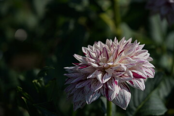 Obraz premium Variegated, White and Purple Flower of Dahlia in Full Bloom 