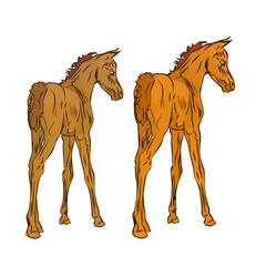 isolated monochrome drawn image of two red foals of the Arabian horse breed on a white background.