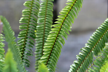 Green fern leaves in the forest in summer
