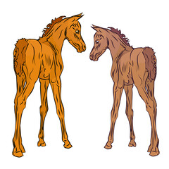 isolated monochrome drawn image of two red foals of the Arabian horse breed on a white background.