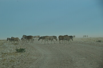 Obraz na płótnie Canvas A herd of African Zebras with their foals in Etosha National Park, Namibia