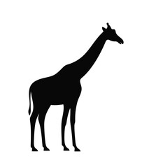 Giraffe silhouette. Isolated giraffe on white background