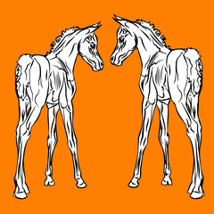 vector isolated monochrome drawn image of two white foals of the Arabian horse breed on a orange background.