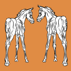 isolated monochrome drawn image of two white foals of the Arabian horse breed on a orange background.