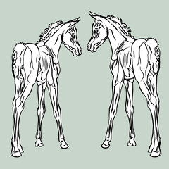  isolated monochrome drawn image of two white foals of the Arabian horse breed on a colored background.
