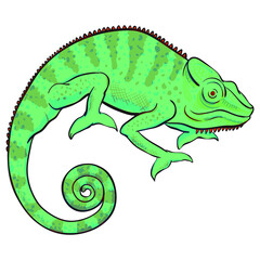 Hand drawn vector of chameleon isolated on white background. Stock illustration of colorful lizard.
