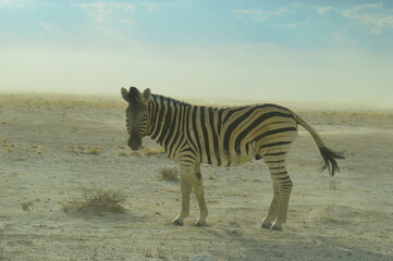 A herd of African Zebras with their foals in Etosha National Park, Namibia