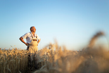 Portrait of senior farmer agronomist in wheat field looking in the distance. Successful organic...