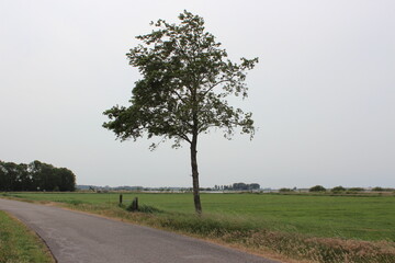 A single tree with fresh leaves is standing on a rural road and field at Friesland in the...