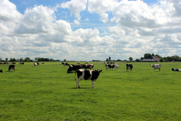 Naklejka na ściany i meble Looking Frisian cows on the edge of the pasture. Photo was taken on a sunny day during the summer.