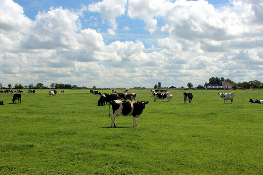  Looking Frisian cows on the edge of the pasture. Photo was taken on a sunny day during the summer.