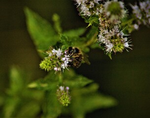 Abeille et menthe