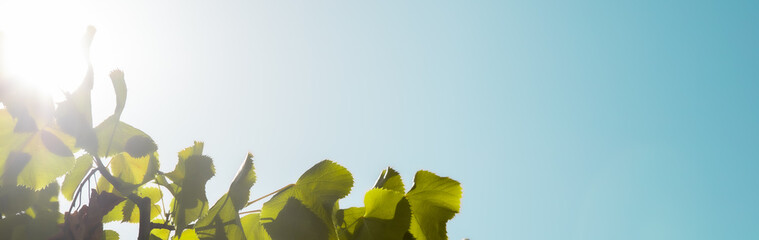 Folhas verdes em c&eacute;u azul