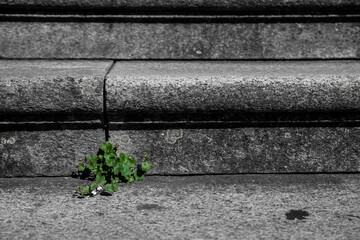 Erva verde a nascer nas escadas