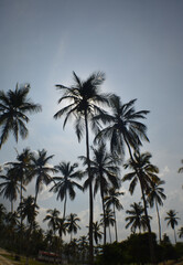 Fototapeta na wymiar palms beach tree sky blue green caribbean sea Venezuela