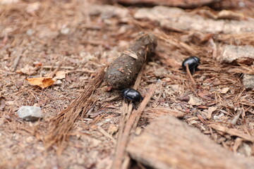 bug on the ground
