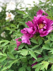 large bushes of peonies with purple flowers