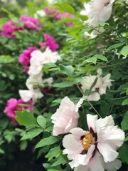 large bushes of peonies with white and purple flowers