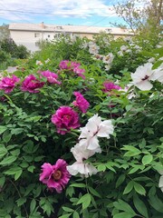 large bushes of peonies with violet and white flowers