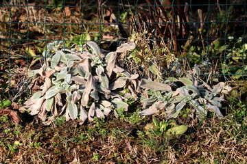 Colorful Lambs ear or Stachys byzantina or Woolly hedgenettle or Stachys lanata or Stachys olympica ornamental perennial plants with spike like stems and thick leaves densely covered on both sides wit