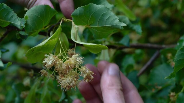 Picking Small-Leaved Lime flowers for tea (Tilia cordata) - (4K)