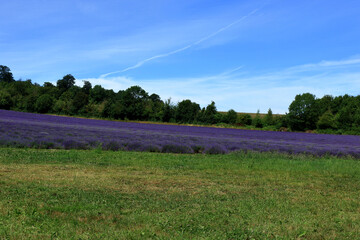 Fototapeta premium Green fields and Purple Lavender in the Kent countryside