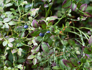 berries of a tree with berries