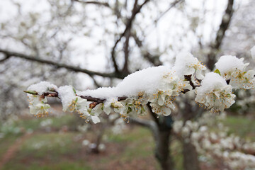 Snow fallen on a branch of a cherry tree in full bloom.