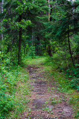 Obraz premium hiking the kinosao lake on a bright sunny day in riding mountain national park, manitoba