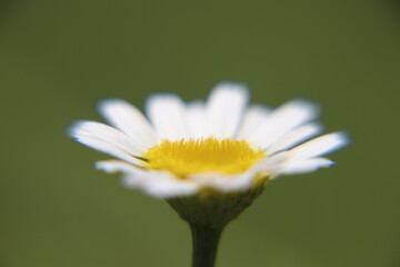daisy flower close up