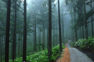 Fototapeta premium 森の紫陽花