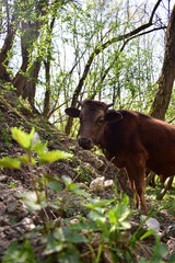 brown calf in the woods curious to watch