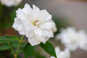 Blooming white rose plant
