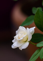 Naklejka na ściany i meble Blooming white rose plant