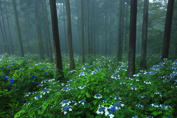 森の紫陽花