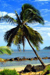 Fototapeta na wymiar Palm tree and beach in Hawaii 