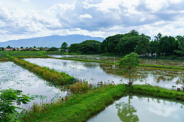 A landscape photo of ponds for lotus planting.