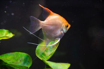 Gold Pterophyllum Scalare guarding eggs. Roe on the leaf