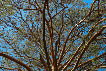 look up view to the tree. green pine against blue sky