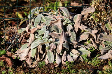 Small colorful Lambs ear or Stachys byzantina or Woolly hedgenettle or Stachys lanata or Stachys olympica ornamental perennial plants with spike like stems and thick leaves densely covered on both sid